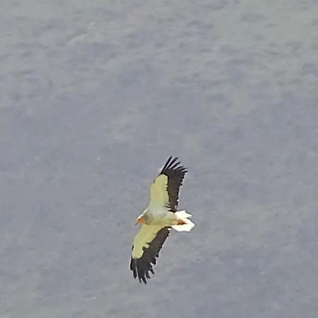 Pena Plata بيت للعطل