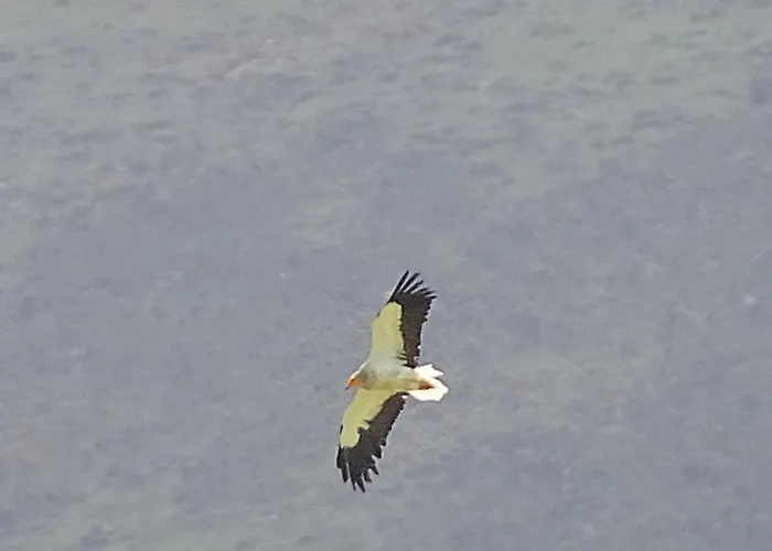 Pena Plata بيت للعطل